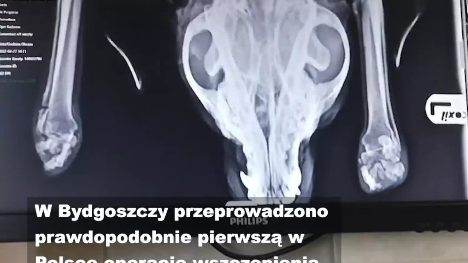 Rosyjski żołnierz uciał Ninie łapy. Lekarze wszczepili wojennej weterance protezy
