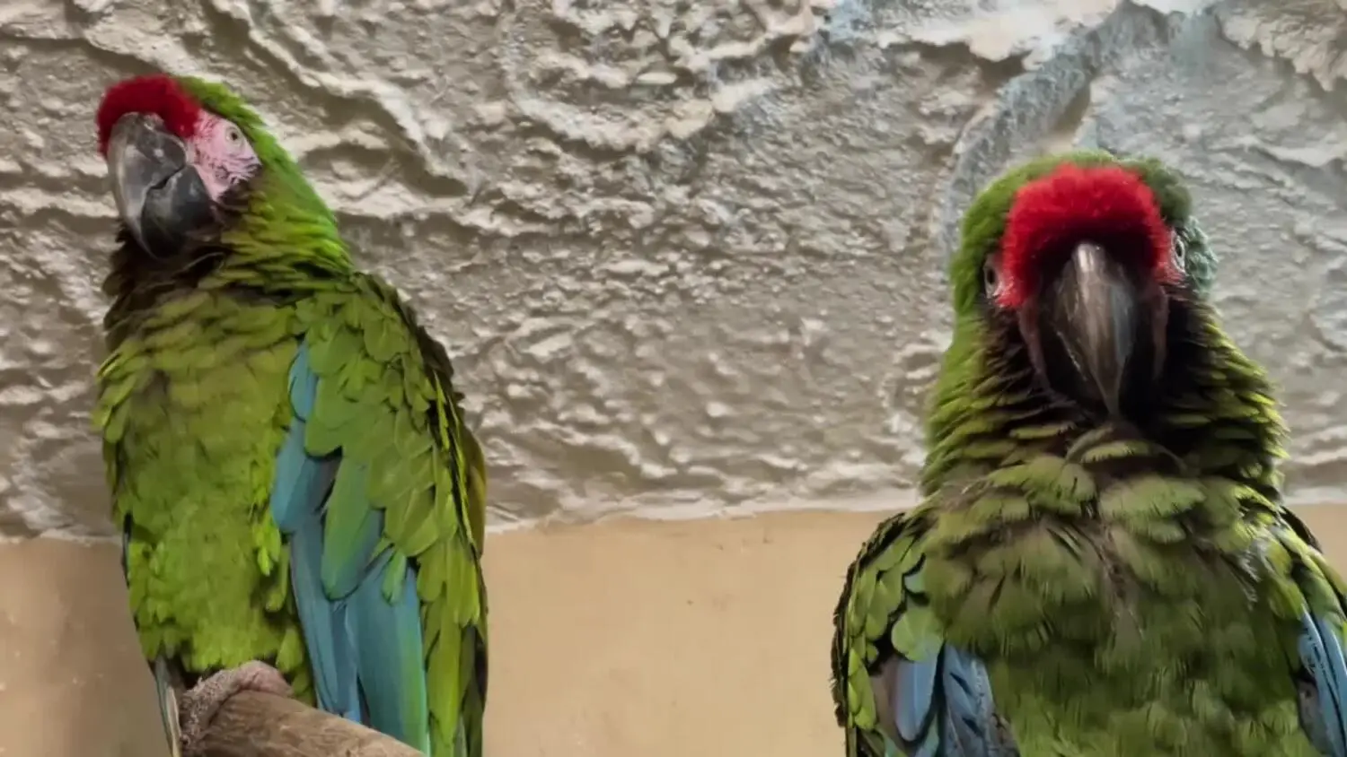 Ten rok z zoo w Gdańsku należał do ptaków! Kilka z nich wykluło się po raz pierwszy