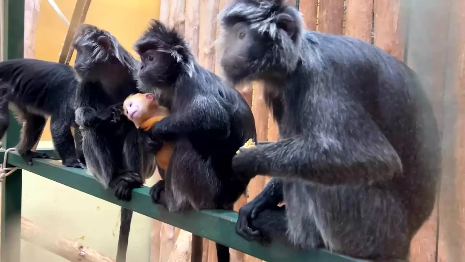 Lutung jawajski urodził się w gdańskim zoo