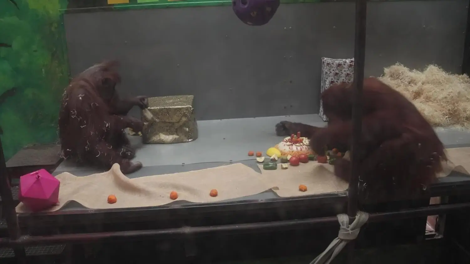 53. urodziny orangutanów z Gdańskiego Ogrodu Zoologicznego