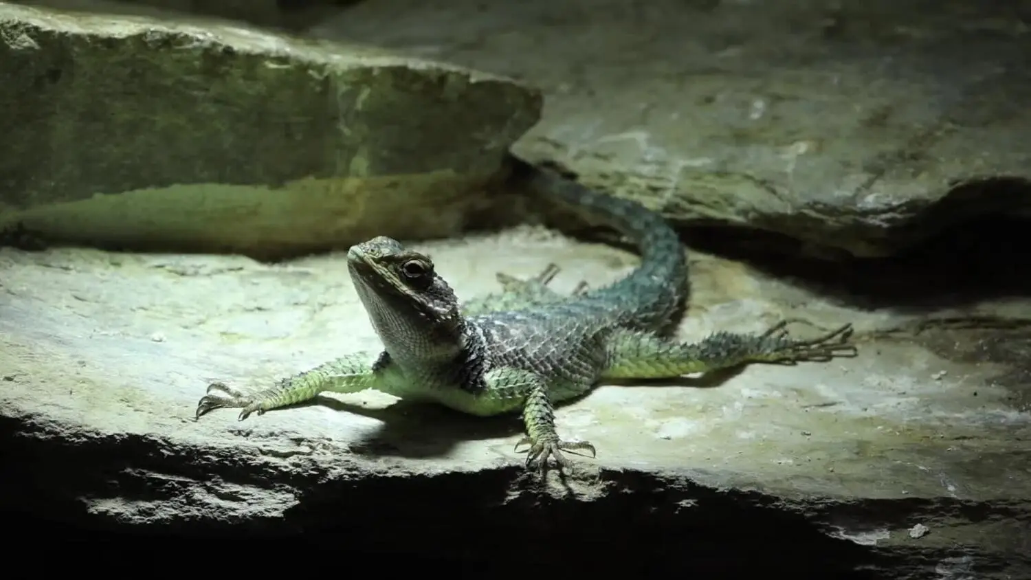 Gdańskie zoo ma nowych mieszkańców! To legwaniki błękitne