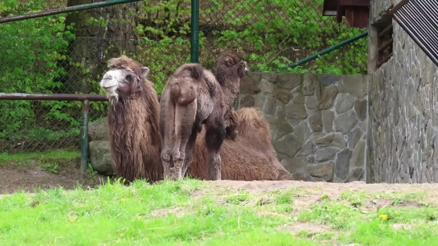 Narodziny wielbłądów