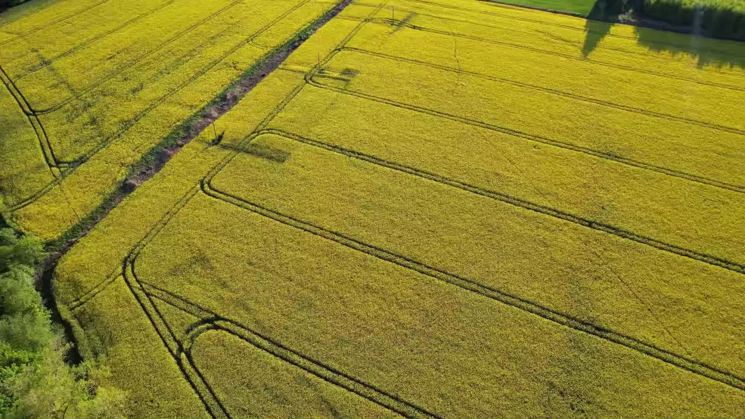 Magiczne żółte Żuławy skąpane w rzepaku! Te krajobrazy zachwycają