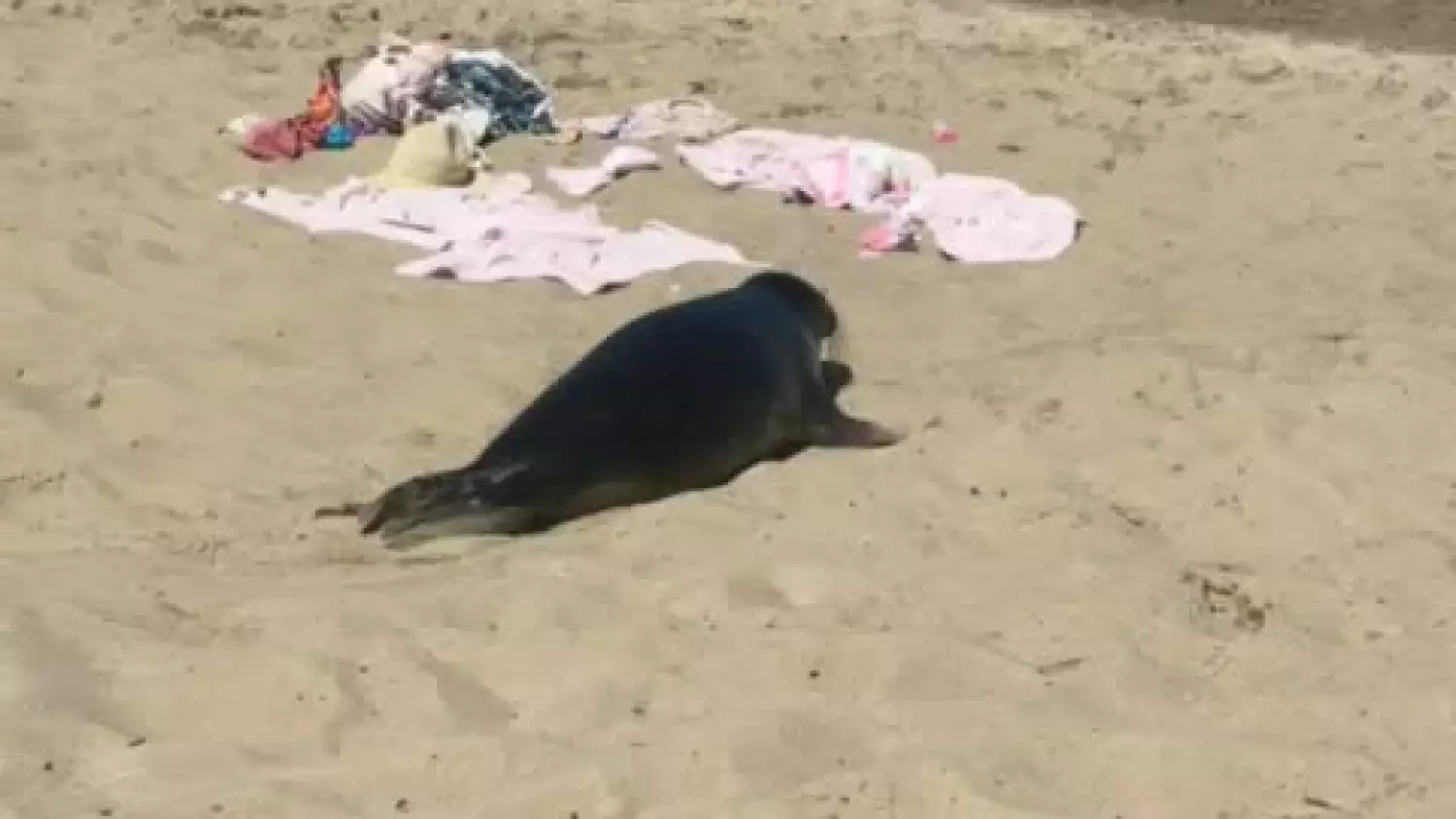Foka na plaży w Brzeźnie! Niezwykły gość przy wejściu nr 48 w Gdańsku
