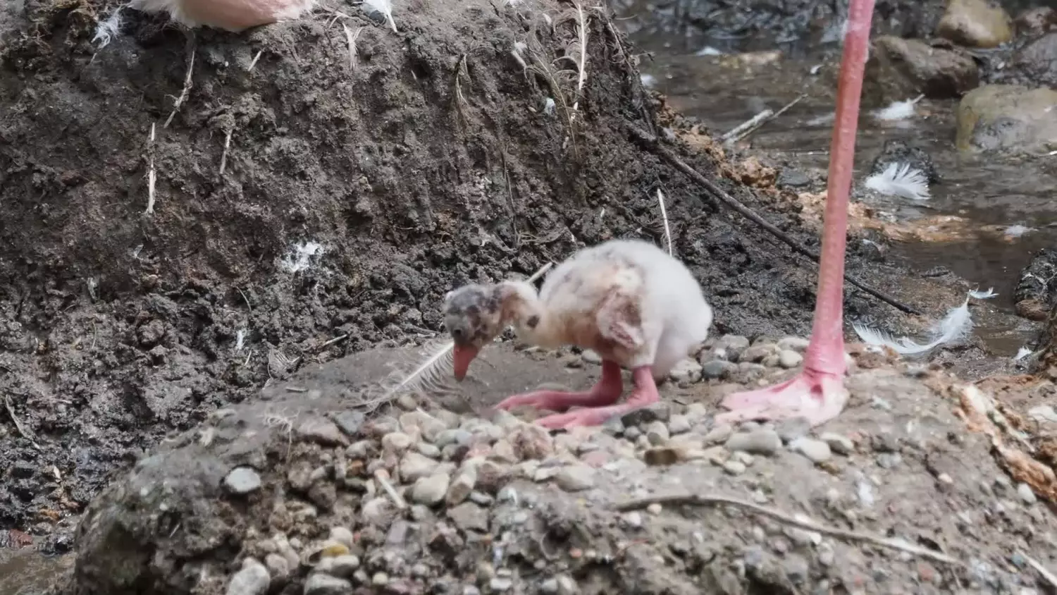 „Różowy” baby boom w gdańskim zoo! Najwięcej piskląt flamingów w historii ogrodu