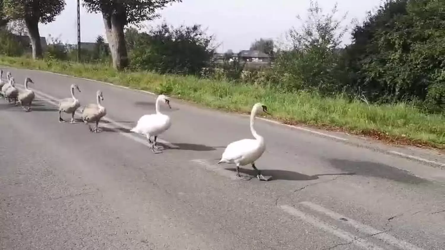 Łabędzi family team na drodze w Czatkowach. Mieszkańcy przecierali oczy ze zdumienia!