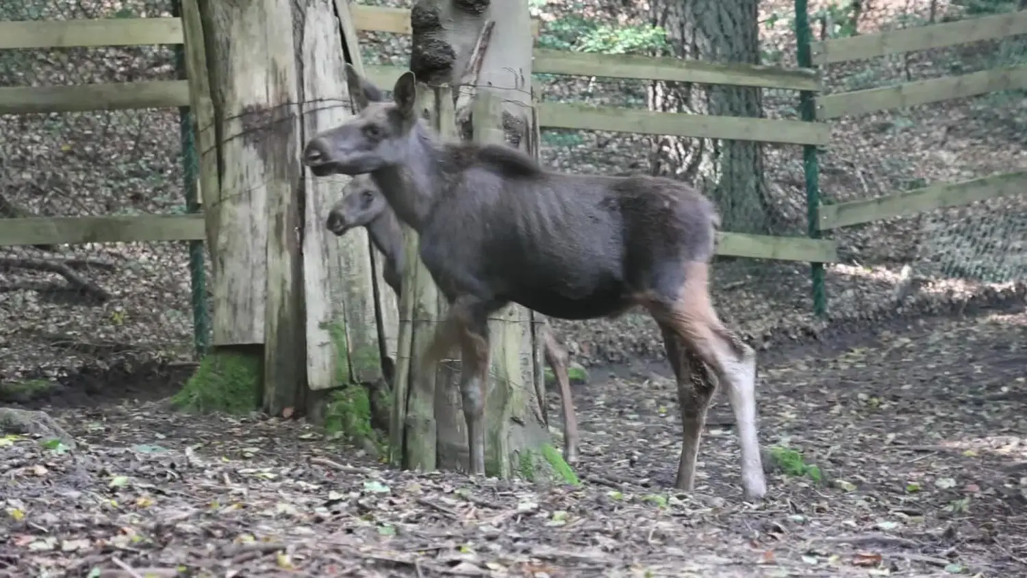Narodziny w gdańskim zoo. Maluchy barasingów, sitatung i łosi już na wybiegach