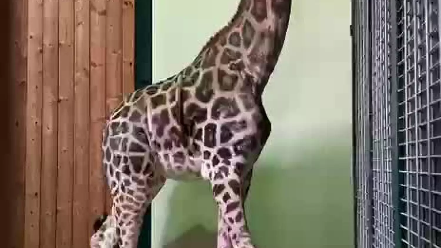 Gdańskie zoo ma nową żyrafę