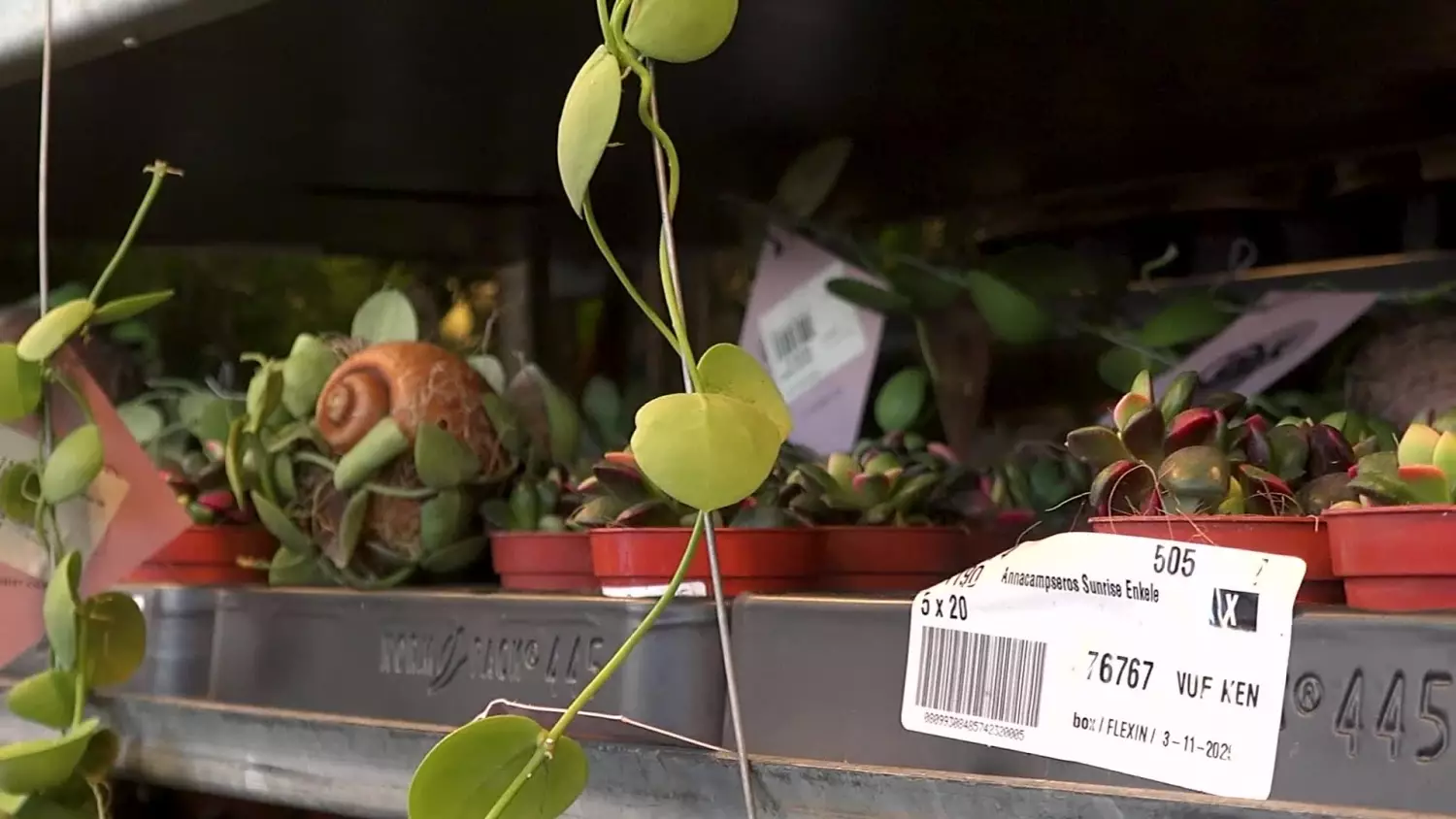 W Gdańsku odbywa się Festiwal Roślin