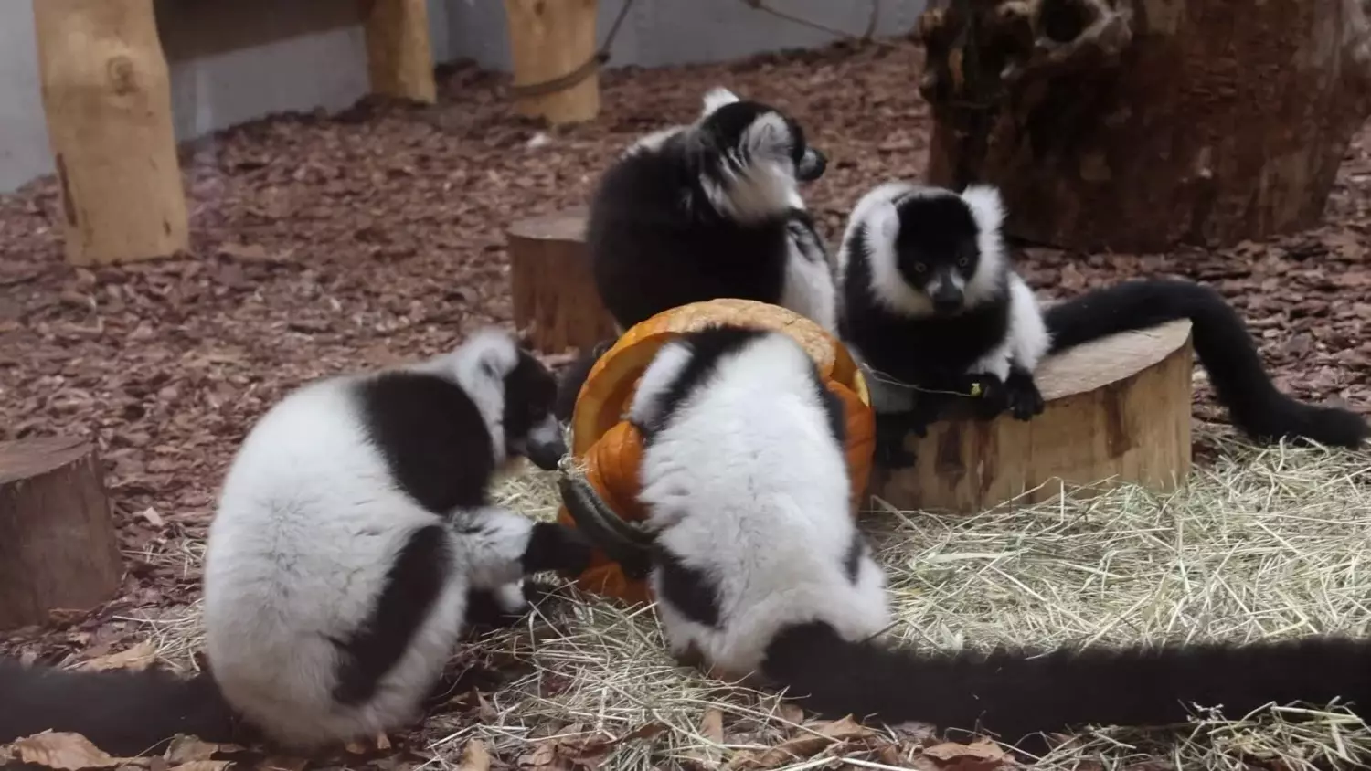 Baby boom w zoo w Gdańsku. 2025 wyjątkowym rokiem narodzin zwierząt