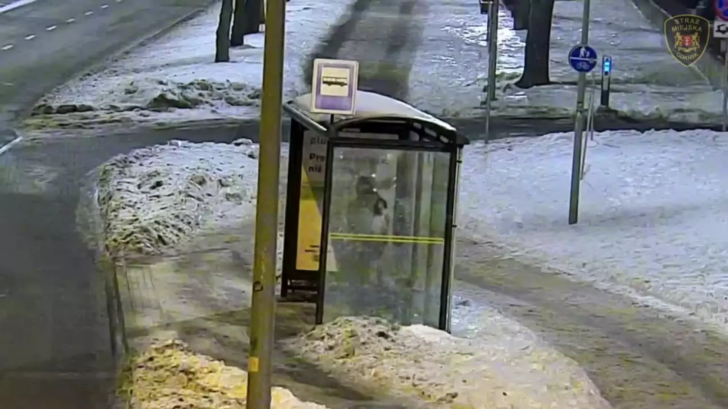Gdańsk: Wandal rozbił szybę na przystanku i wrócił, by to nagrać. Zgubiła go próżność