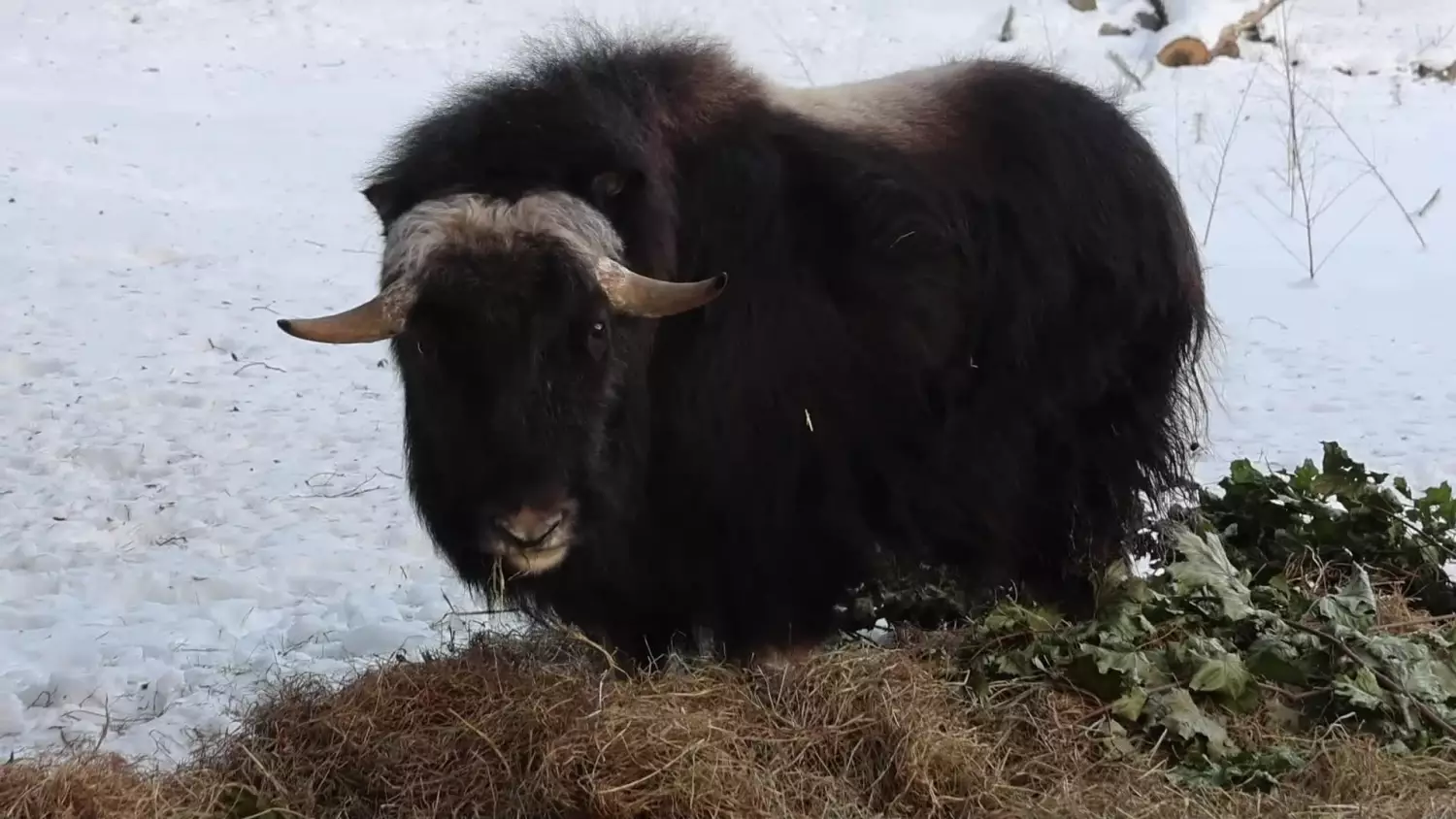 Arktyczny kolos w Oliwie. Gdańskie zoo z unikatowym mieszkańcem