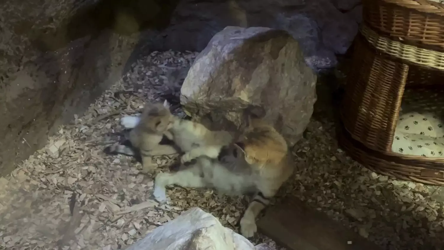 Pierwsze kroki maluchów! Zobacz uroczy film z kotami pustynnymi z zoo w Gdańsku