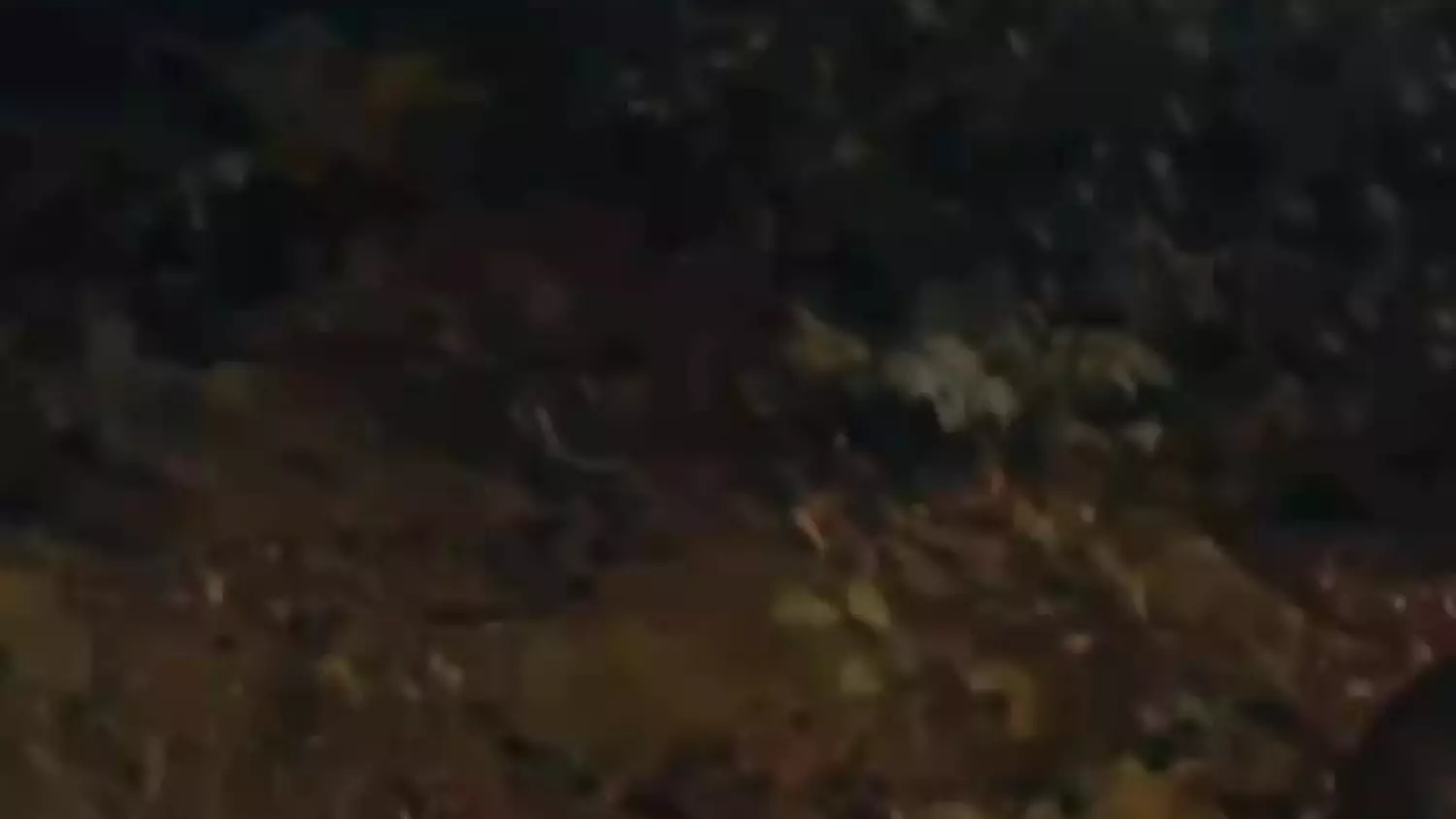 Nocna interwencja policji w Sopocie. Jenot na ul. Malczewskiego. Zobacz nagranie!